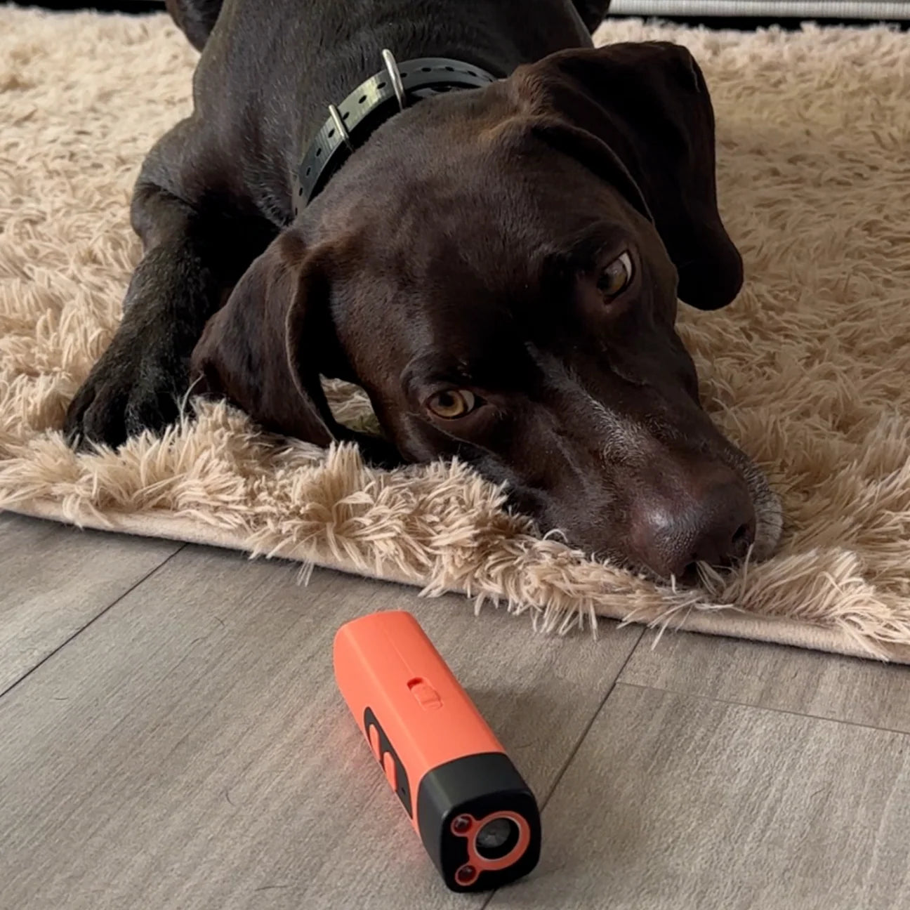 LydLyn | Stop hundens skælden med ét klik