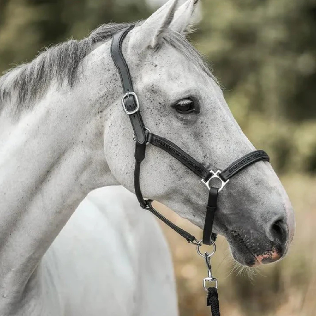 HestGlede | Julens magi for rytter og hest