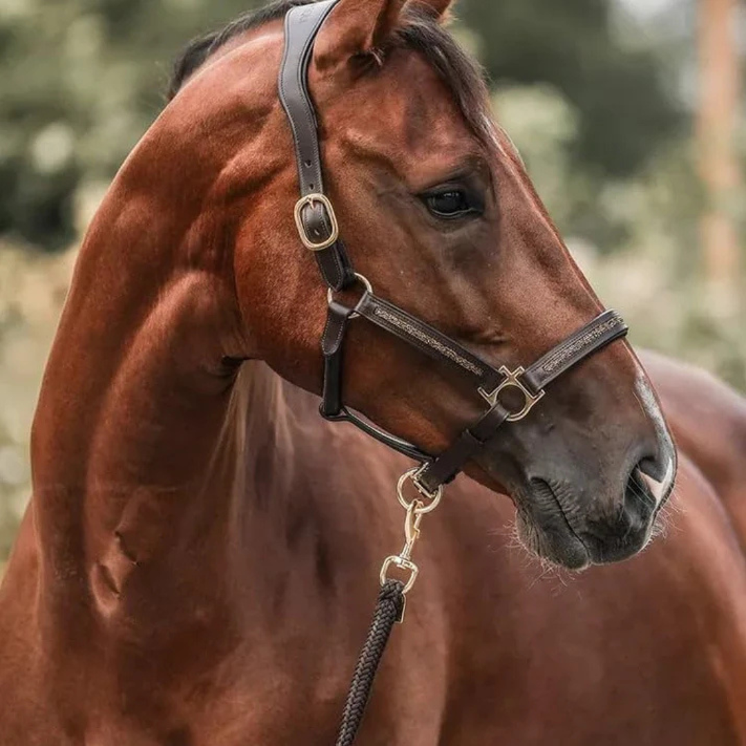 HestGlede | Julens magi for rytter og hest