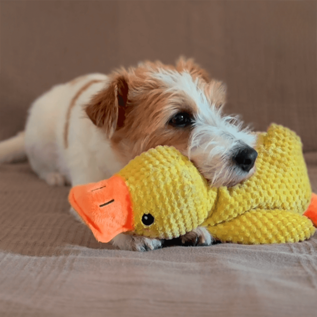 DuckyLund | Den beroligende ven mod hundens stress