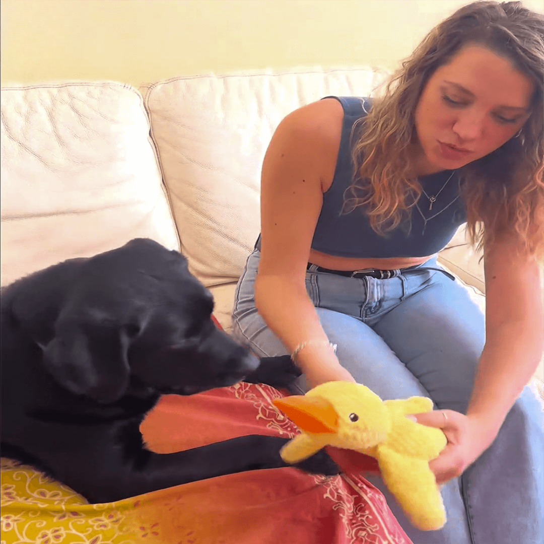 DuckyLund | Den beroligende ven mod hundens stress
