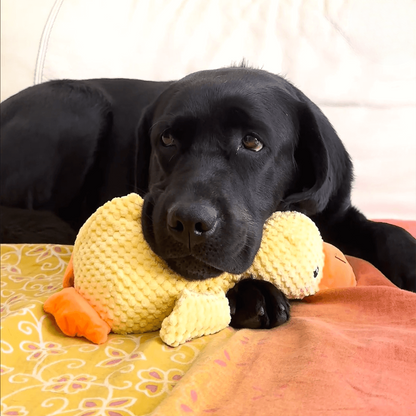 DuckyLund | Den beroligende ven mod hundens stress